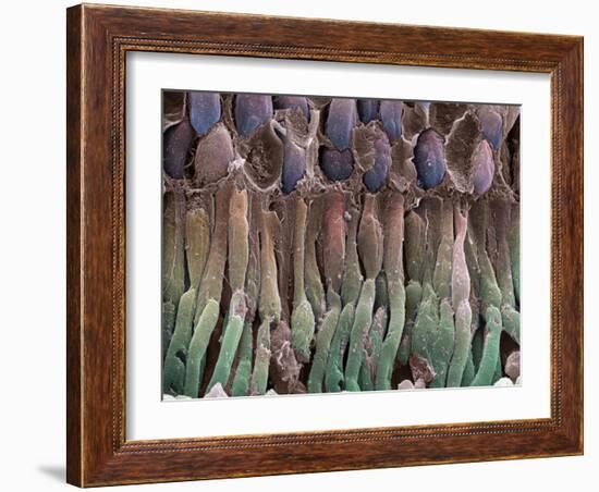 Retina Rod Cells, SEM-Science Photo Library-Framed Photographic Print