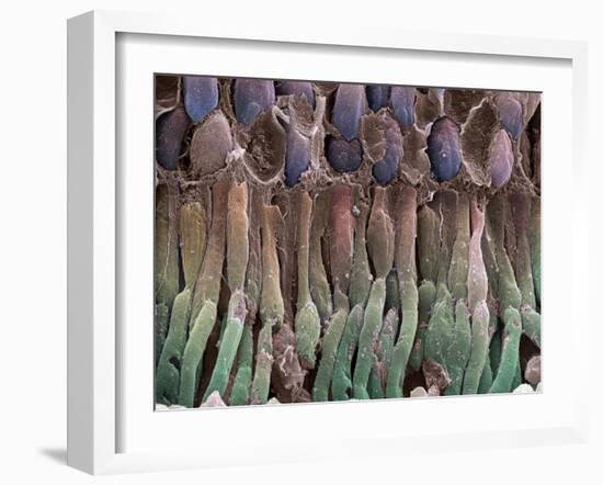 Retina Rod Cells, SEM-Science Photo Library-Framed Photographic Print