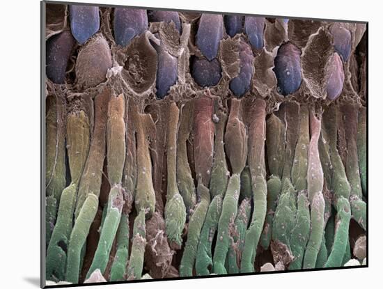 Retina Rod Cells, SEM-Science Photo Library-Mounted Photographic Print