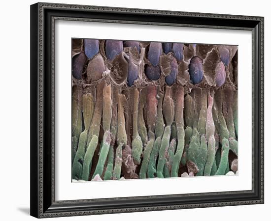 Retina Rod Cells, SEM-Science Photo Library-Framed Photographic Print