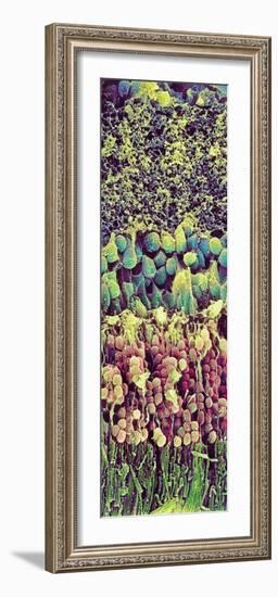 Retina-Steve Gschmeissner-Framed Photographic Print