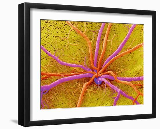 Retina-Susumu Nishinaga-Framed Photographic Print