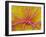 Retina-Susumu Nishinaga-Framed Photographic Print