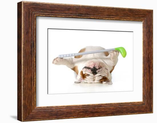 Retired Dog - English Bulldog Laying Down Holding Golf Club-Willee Cole-Framed Photographic Print