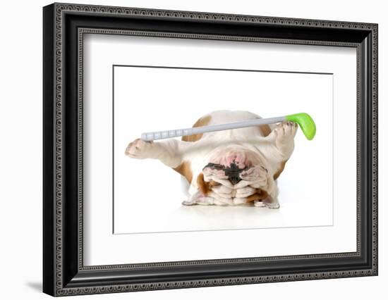 Retired Dog - English Bulldog Laying Down Holding Golf Club-Willee Cole-Framed Photographic Print