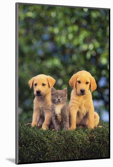 Retriever Puppies and Kitten-DLILLC-Mounted Photographic Print