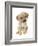 Retriever Puppy-Lanie Loreth-Framed Art Print