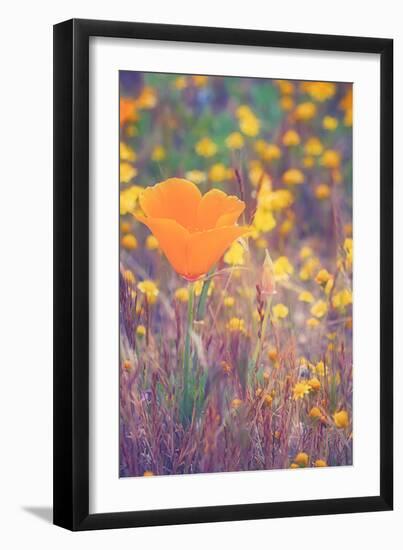 Retro Poppy-Vincent James-Framed Photographic Print