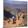 Returning on Horseback, Grand Canyon, UNESCO World Heritage Site, Arizona, USA-Tony Gervis-Mounted Photographic Print