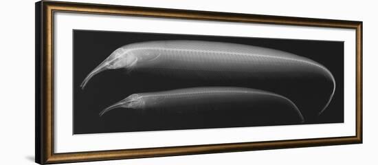 Retzer’S Elephant-Nose Knifefish-Sandra J. Raredon-Framed Art Print