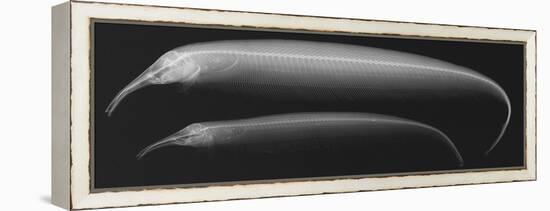 Retzer’S Elephant-Nose Knifefish-Sandra J. Raredon-Framed Stretched Canvas