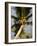 Reunion Island, St-Gilles-Les-Bains, Palm Tree-Walter Bibikow-Framed Photographic Print