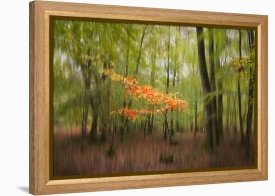 Revelation-Viviane Fedieu Daniel-Framed Premier Image Canvas