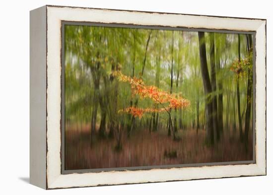 Revelation-Viviane Fedieu Daniel-Framed Premier Image Canvas