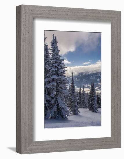 Revelstoke British Columbia, Canada, Snow covered evergreen trees-Howie Garber-Framed Photographic Print