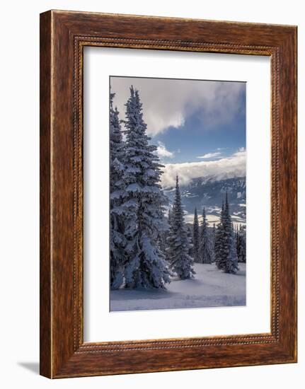 Revelstoke British Columbia, Canada, Snow covered evergreen trees-Howie Garber-Framed Photographic Print