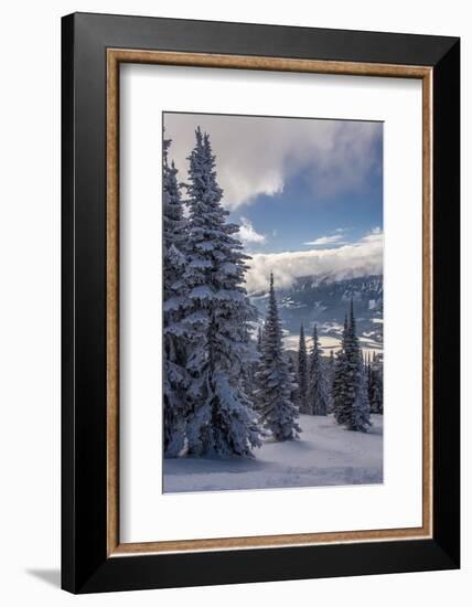 Revelstoke British Columbia, Canada, Snow covered evergreen trees-Howie Garber-Framed Photographic Print