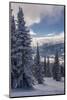 Revelstoke British Columbia, Canada, Snow covered evergreen trees-Howie Garber-Mounted Photographic Print