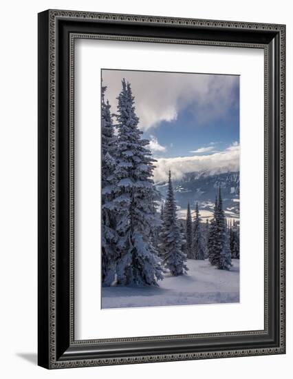 Revelstoke British Columbia, Canada, Snow covered evergreen trees-Howie Garber-Framed Photographic Print