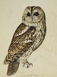 Brown Owl (Strix Ulula)-Reverend Christopher Atkinson-Giclee Print