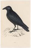 Passenger Pigeon-Reverend Francis O. Morris-Photographic Print