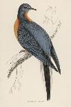North American Belted Kingfisher-Reverend Francis O. Morris-Art Print
