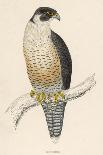 Peregrine Falcon-Reverend Francis O. Morris-Photographic Print