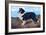 Reverend Hamilton's Collie-null-Framed Art Print