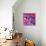 Revolver Pinks-Abstract Graffiti-Giclee Print displayed on a wall