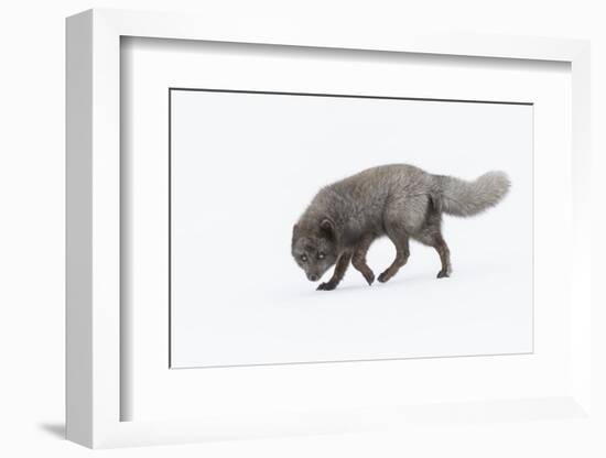 RF - Arctic fox male, blue colour morph. Hornstrandir Nature Reserve, Iceland-Terry Whittaker-Framed Photographic Print