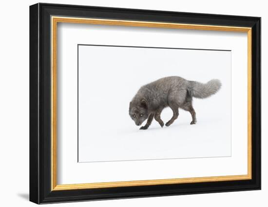 RF - Arctic fox male, blue colour morph. Hornstrandir Nature Reserve, Iceland-Terry Whittaker-Framed Photographic Print