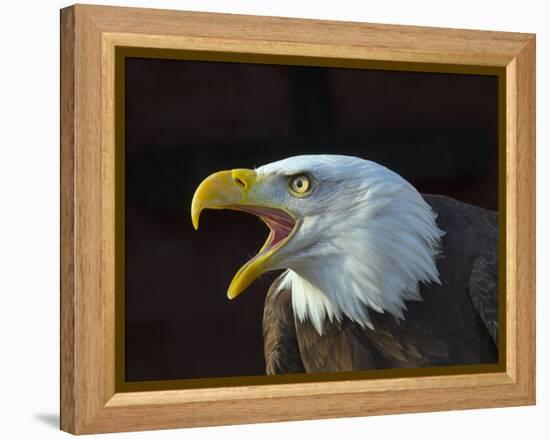 RF - Bald eagle (Haliaeetus leucocephalus) calling, captive, occurs in North America.-Ernie Janes-Framed Premier Image Canvas