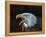 RF - Bald eagle (Haliaeetus leucocephalus) calling, captive, occurs in North America.-Ernie Janes-Framed Premier Image Canvas