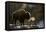 RF - Bison (Bison bison) breathing in the cold air, Yellowstone National Park, USA, February-Danny Green-Framed Premier Image Canvas