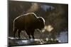 RF - Bison (Bison bison) breathing in the cold air, Yellowstone National Park, USA, February-Danny Green-Mounted Photographic Print