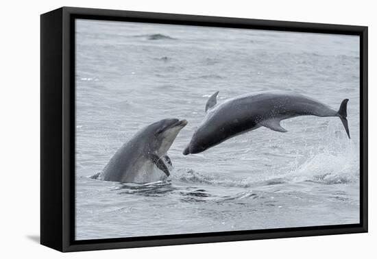 RF - Bottlenose dolphins porpoising, Chanonry Point, Moray Firth, Highlands, Scotland.-Terry Whittaker-Framed Premier Image Canvas