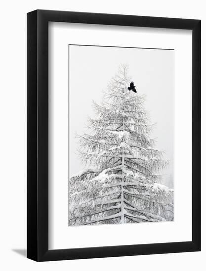 RF- Carrion crow flying from a snow covered pine tree in a winter landscape. Gran Paradiso NP-David Pattyn-Framed Photographic Print