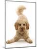 RF - Cavapoo dog, Monty, 10 months, in play-bow stance.-Mark Taylor-Mounted Photographic Print