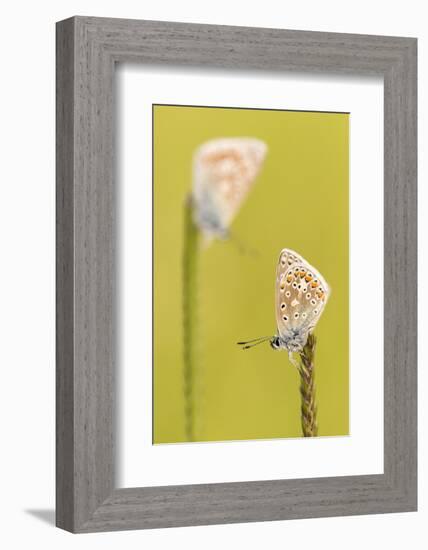 RF - Common blue butterflies resting on a backlit grass, Vealand Farm, Devon, UK-Ross Hoddinott-Framed Photographic Print