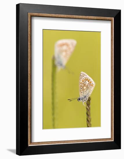 RF - Common blue butterflies resting on a backlit grass, Vealand Farm, Devon, UK-Ross Hoddinott-Framed Photographic Print