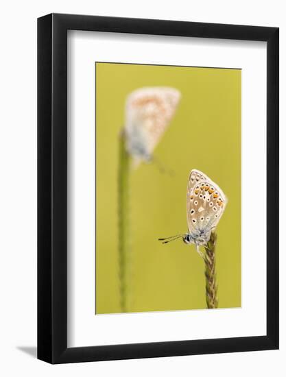 RF - Common blue butterflies resting on a backlit grass, Vealand Farm, Devon, UK-Ross Hoddinott-Framed Photographic Print