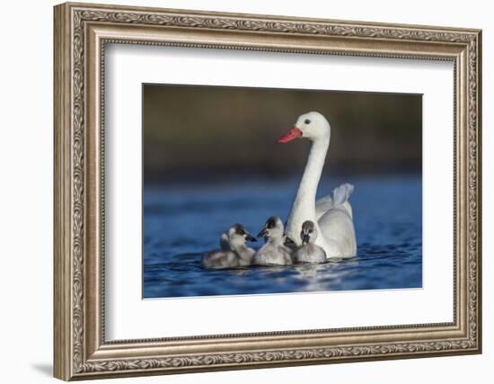 RF -  Coscoroba swan, (Coscoroba coscoroba) adult with chicks, La Pampa, Argentina-Gabriel Rojo-Framed Photographic Print