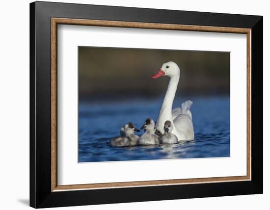 RF -  Coscoroba swan, (Coscoroba coscoroba) adult with chicks, La Pampa, Argentina-Gabriel Rojo-Framed Photographic Print
