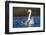 RF -  Coscoroba swan, (Coscoroba coscoroba) adult with chicks, La Pampa, Argentina-Gabriel Rojo-Framed Photographic Print