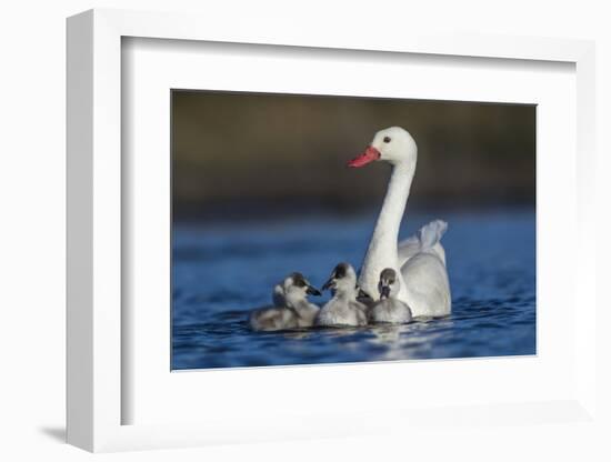 RF -  Coscoroba swan, (Coscoroba coscoroba) adult with chicks, La Pampa, Argentina-Gabriel Rojo-Framed Photographic Print