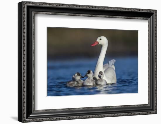 RF -  Coscoroba swan, (Coscoroba coscoroba) adult with chicks, La Pampa, Argentina-Gabriel Rojo-Framed Photographic Print