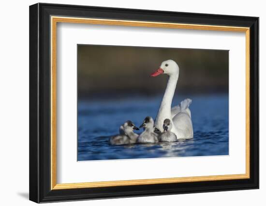 RF -  Coscoroba swan, (Coscoroba coscoroba) adult with chicks, La Pampa, Argentina-Gabriel Rojo-Framed Photographic Print