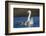 RF -  Coscoroba swan, (Coscoroba coscoroba) adult with chicks, La Pampa, Argentina-Gabriel Rojo-Framed Photographic Print