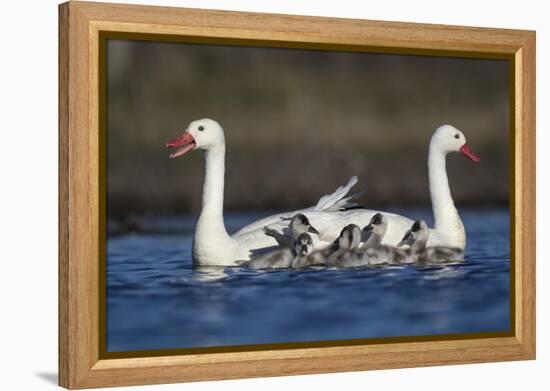 RF -  Coscoroba swan pair with chicks on water La Pampa, Argentina-Gabriel Rojo-Framed Premier Image Canvas