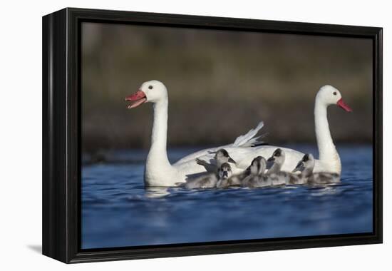 RF -  Coscoroba swan pair with chicks on water La Pampa, Argentina-Gabriel Rojo-Framed Premier Image Canvas